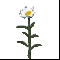 Ясный цветок
