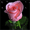 Нежная Роза
